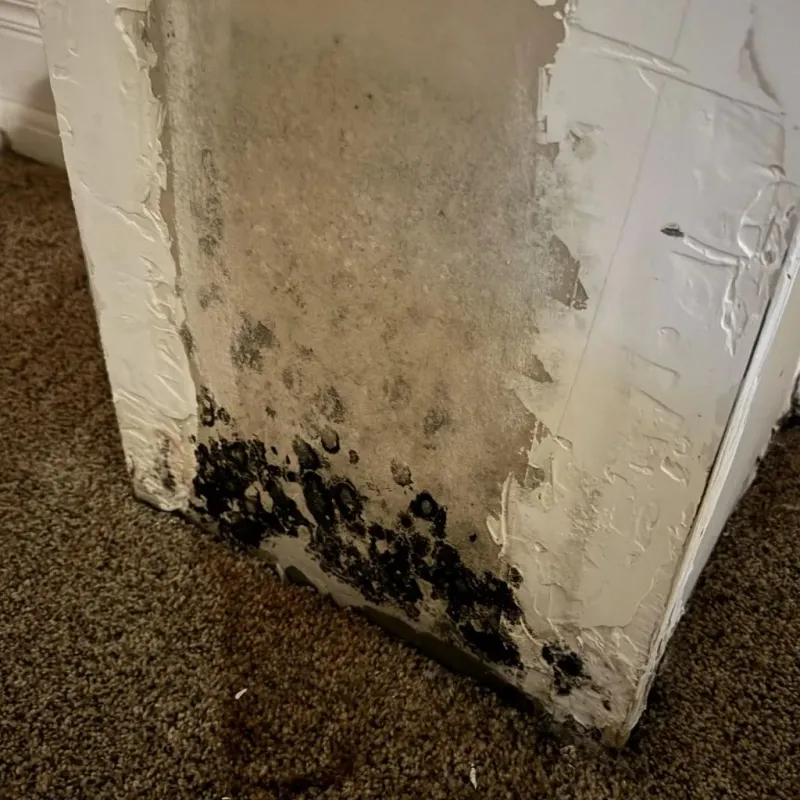 Professional Mold Removal in Bluffton, OH